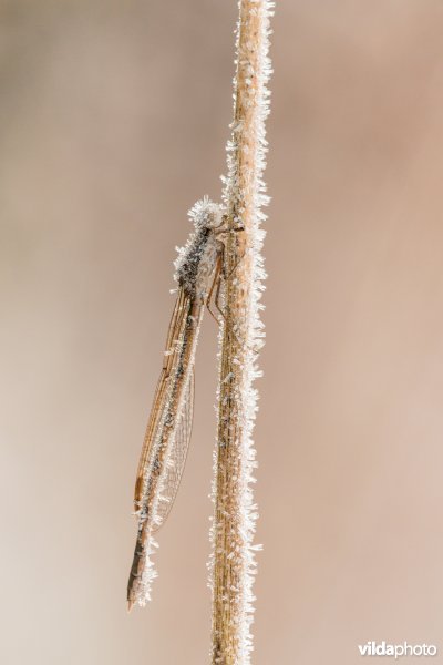 Bruine winterjuffer met IJskristallen