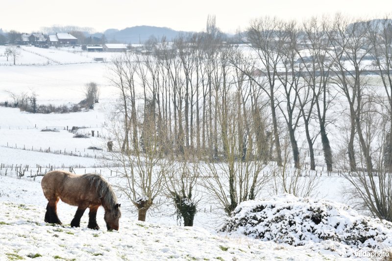 Trekpaard in de Vlaamse Ardennen 