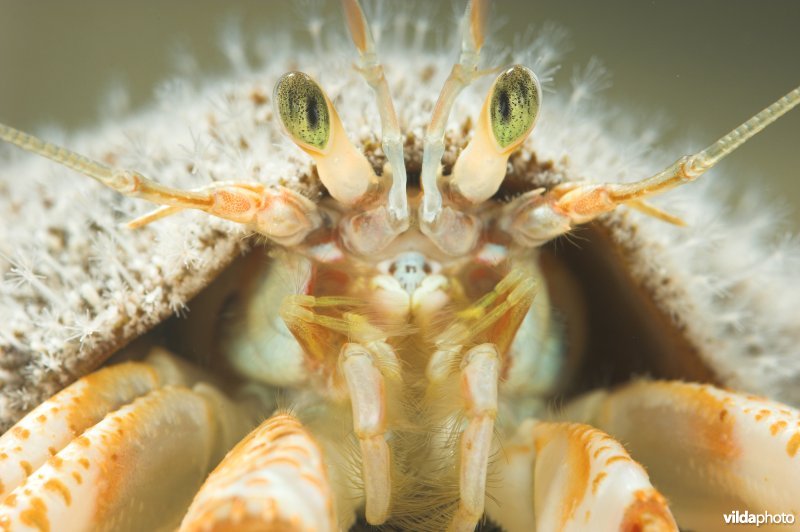 Gewone heremietkreeft