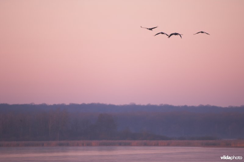 Overvliegende Kraanvogels