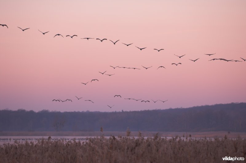 Kraanvogels boven Belval