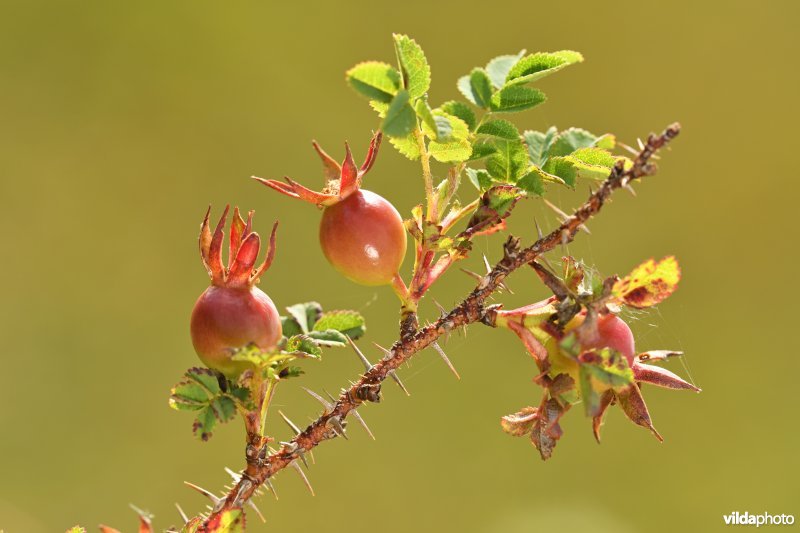 Duinroos in de Oostvoorduinen