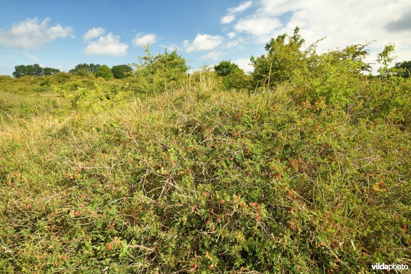 Oostvoorduinen