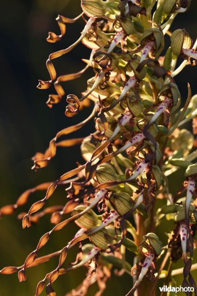 Detail van Bokkenorchis