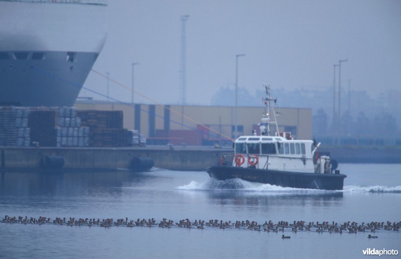 Grauwe Ganzen in haven Zeebrugge