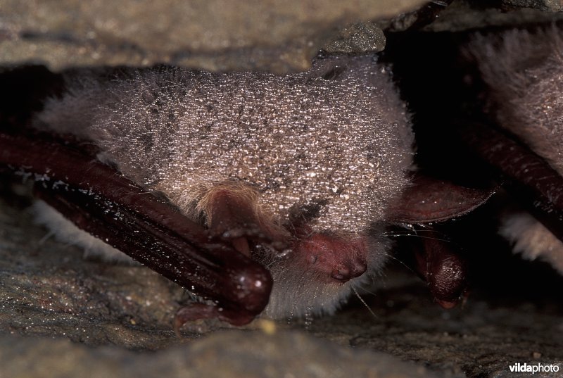 Franjestaart tijdens winterslaap