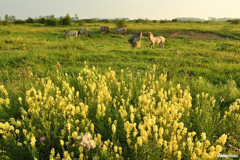 Natuurgebied Negenoord-Kerkeweerd