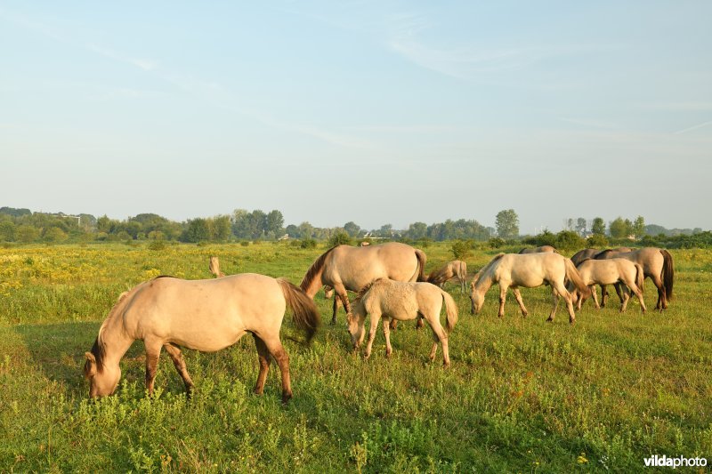 Natuurgebied Negenoord-Kerkeweerd