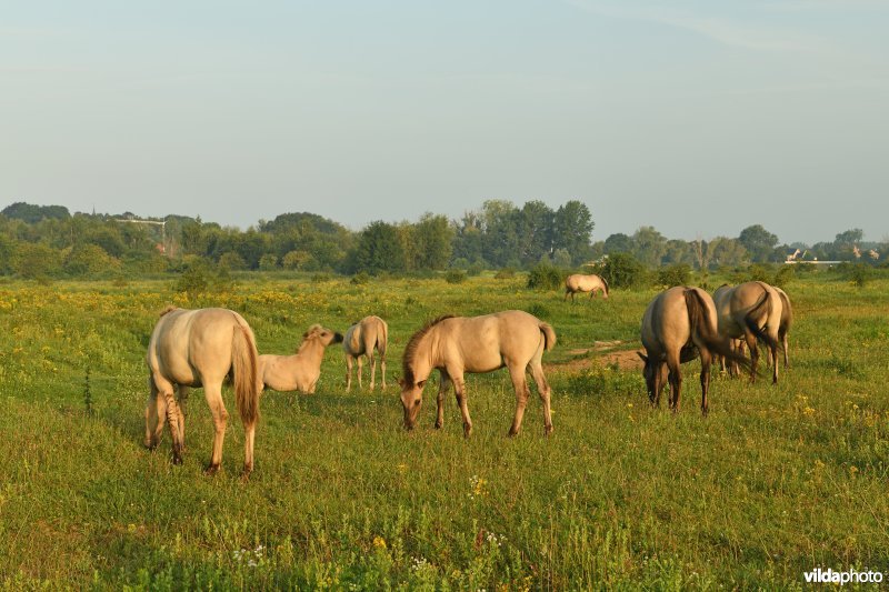 Natuurgebied Negenoord-Kerkeweerd