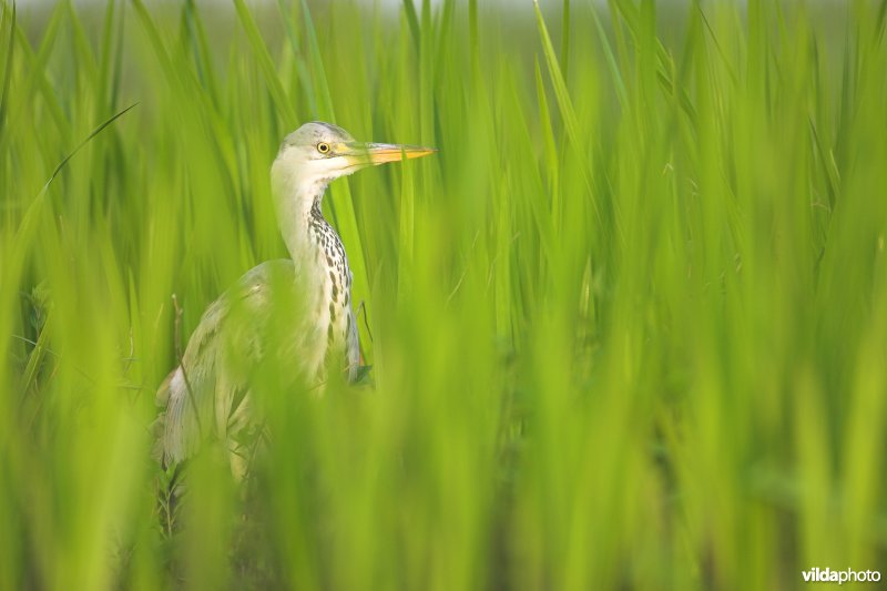 Blauwe Reiger