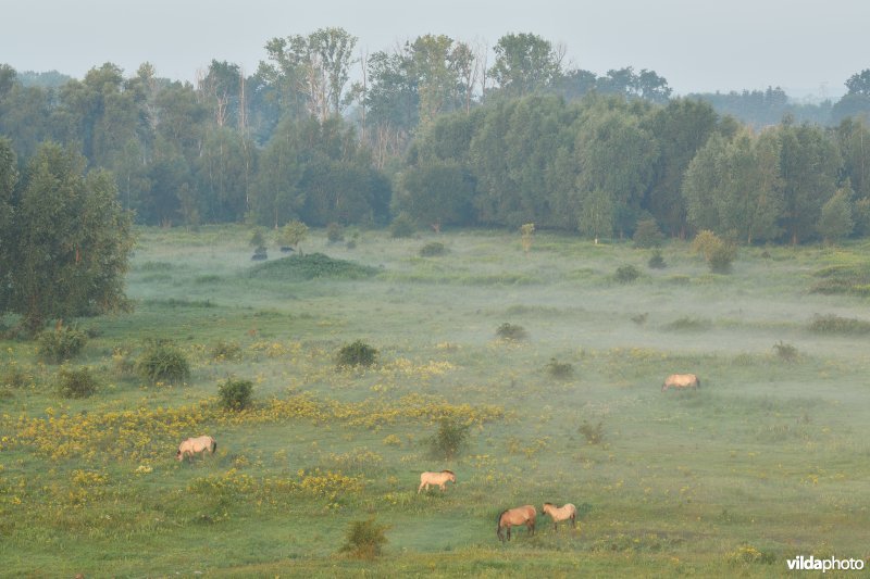 Natuurgebied Negenoord-Kerkeweerd