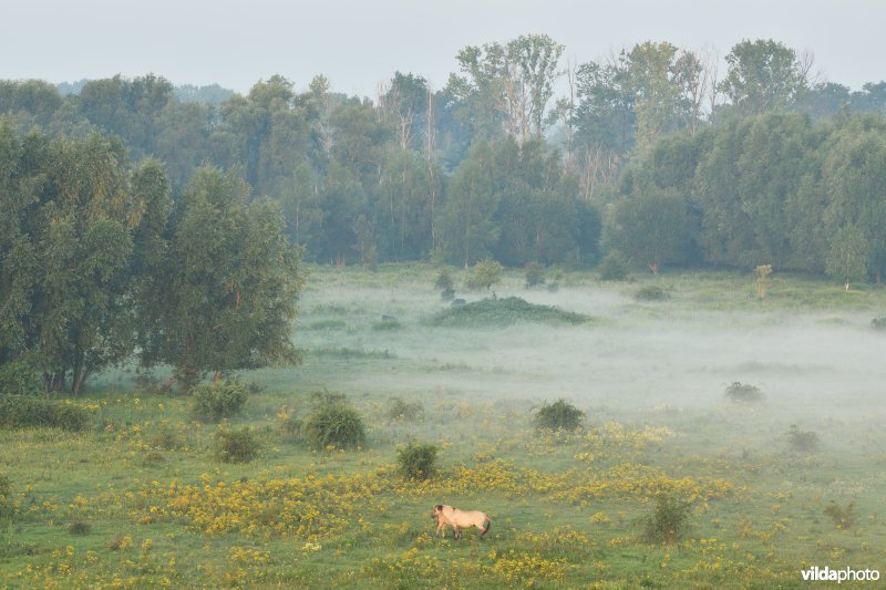 Natuurgebied Negenoord-Kerkeweerd