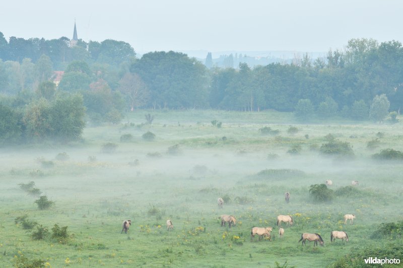 Natuurgebied Negenoord-Kerkeweerd