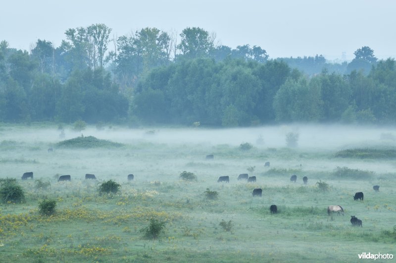 Natuurgebied Negenoord-Kerkeweerd