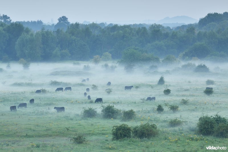 Natuurgebied Negenoord-Kerkeweerd