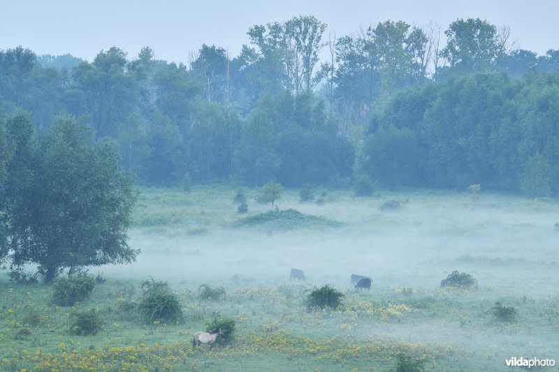 Natuurgebied Negenoord-Kerkeweerd