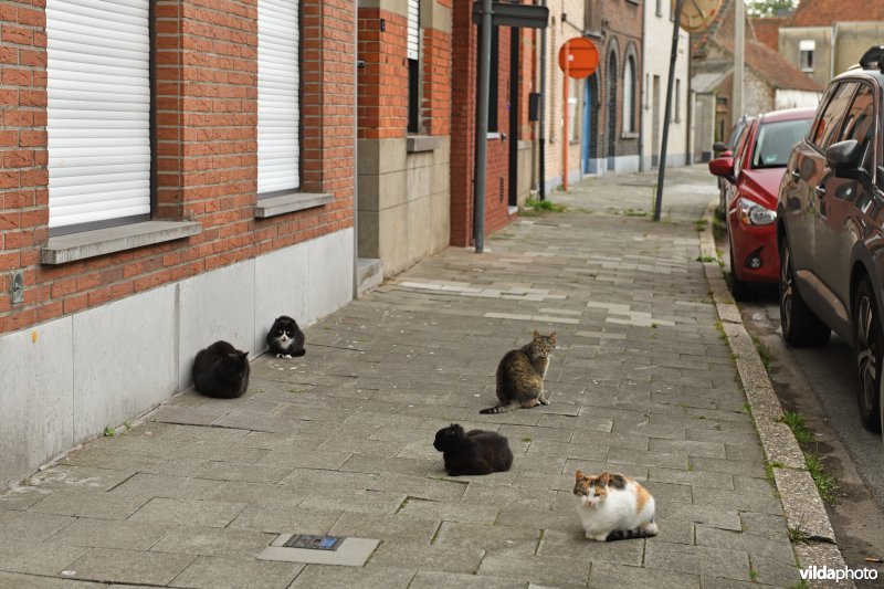 Zwerfkatten in de stad