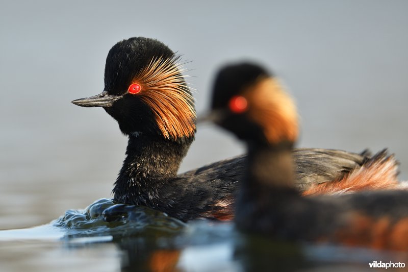 Koppeltje Geoorde fuut