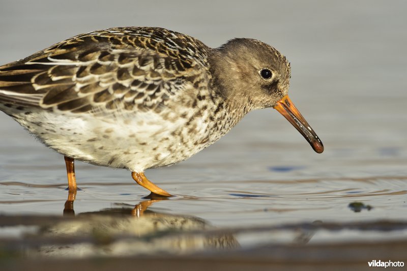 Paarse strandloper heeft beet