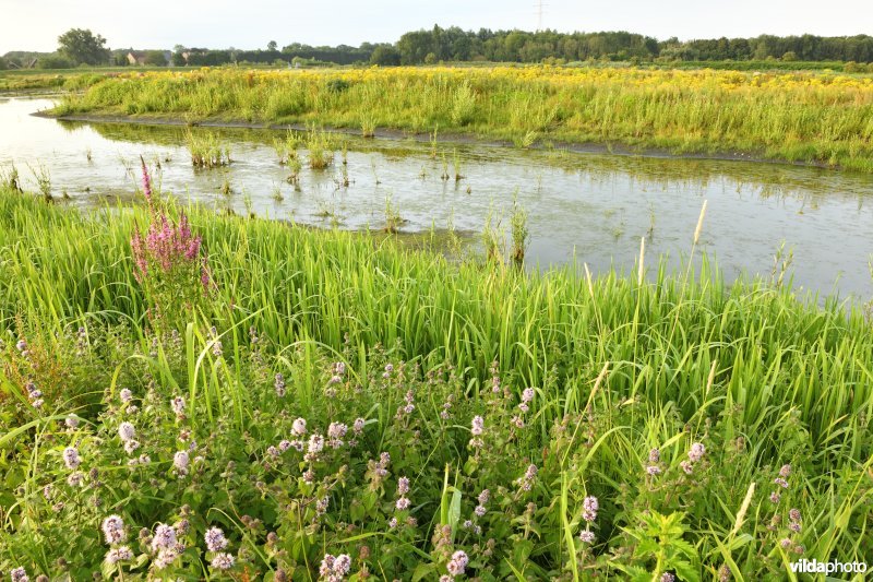 Watermunt in de Gentbrugse Meersen