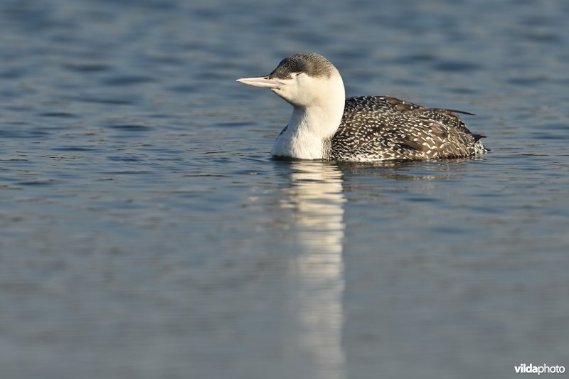 Roodkeelduiker in winterkleed