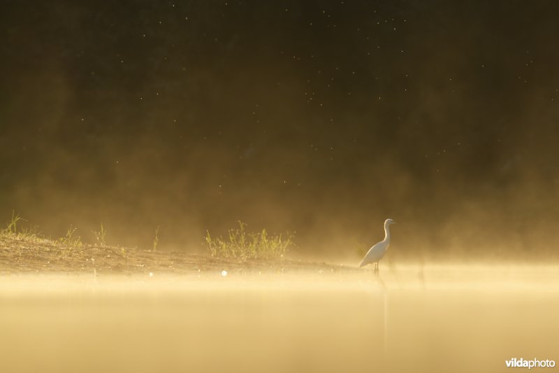 Kleine zilverreiger