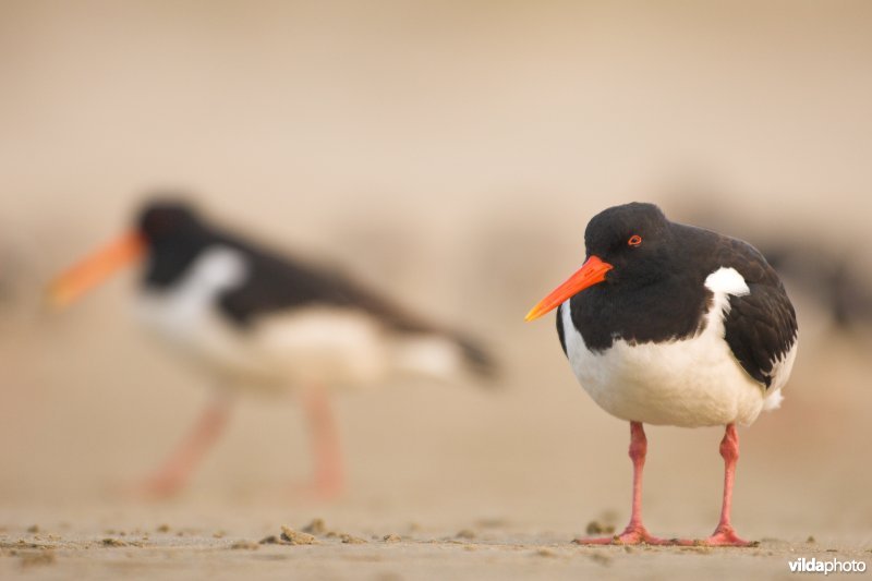 Scholeksters op het strand