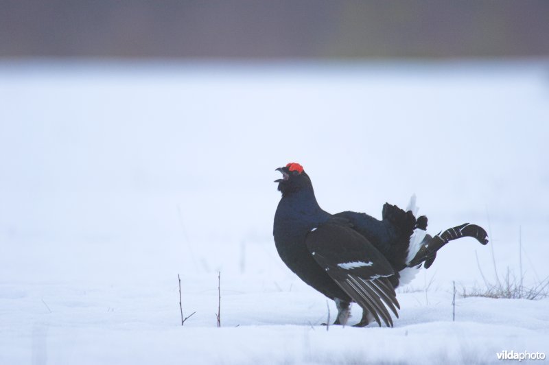 Korhaan in de sneeuw