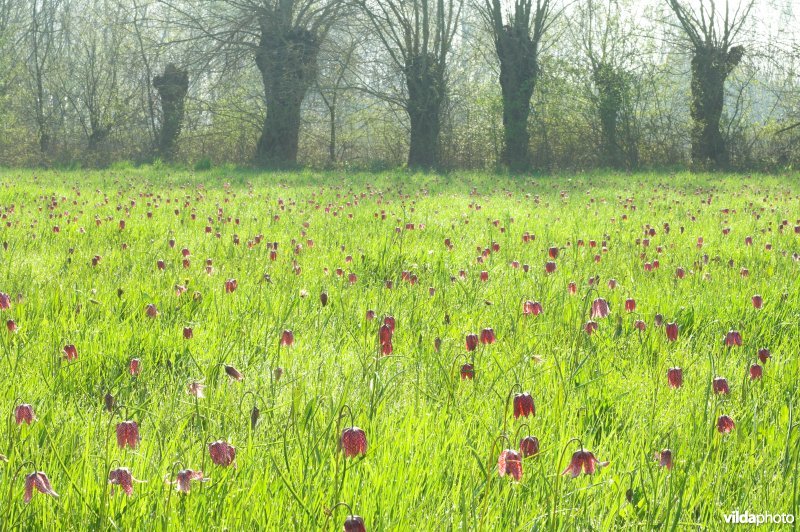 Een veld vol Kievitsbloemen