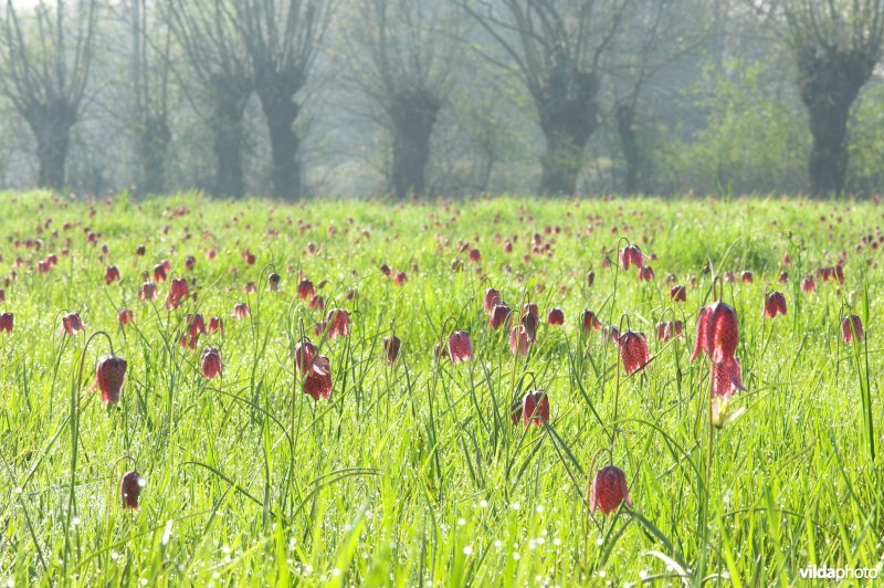 Een veld vol Kievitsbloemen