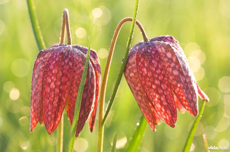 Wilde Kievitsbloemen