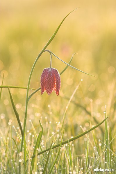 Kievitsbloem