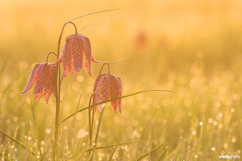 Wilde Kievitsbloemen