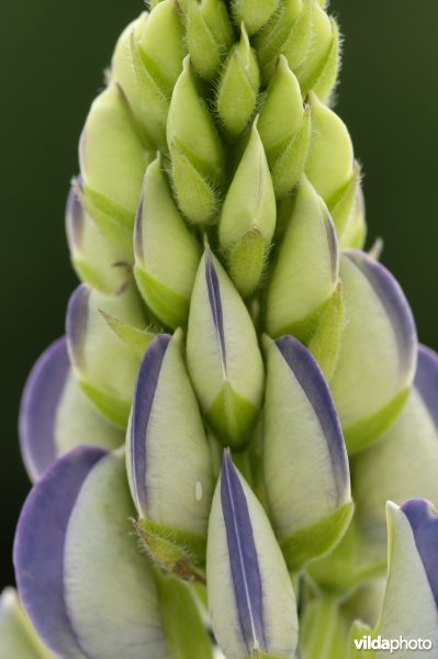 Jonge bloem van lupine