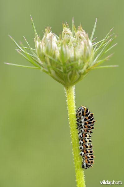 Rups van Koninginnepage op wilde peen