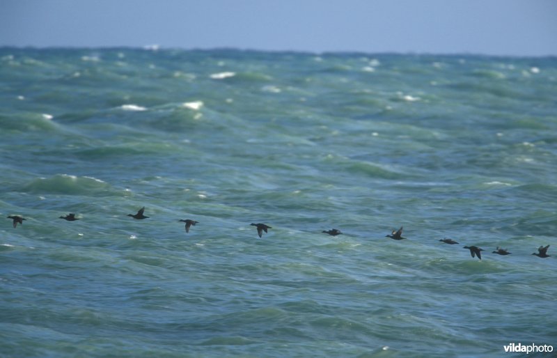 Zwarte Zee-eend op trek