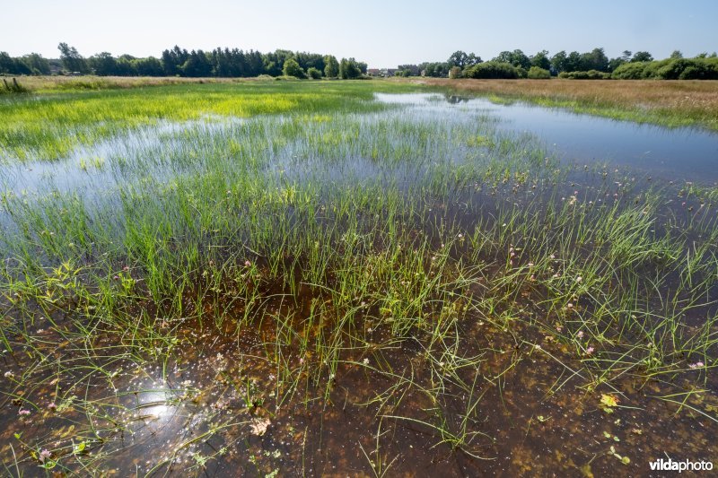 Overstroomde graslanden