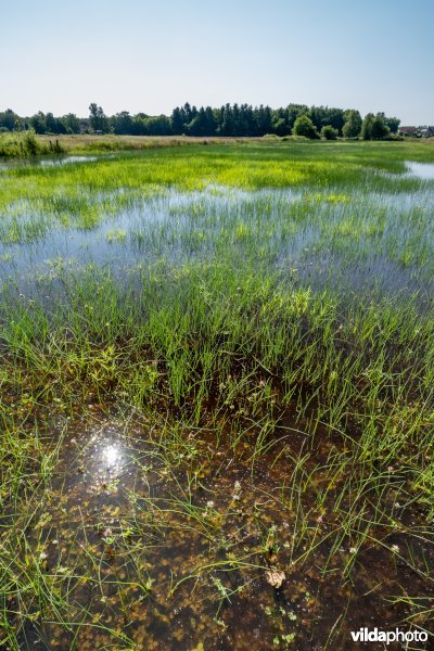 Overstroomde graslanden