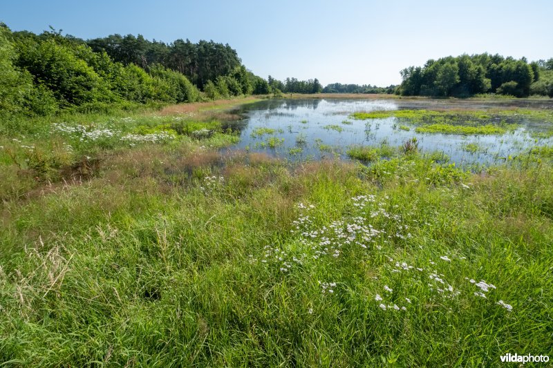 Overstroomde graslanden