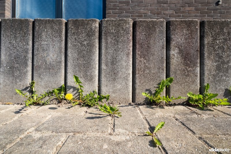 Wilde bloemen tussen de voegen van de stoep