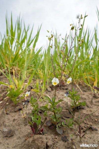 Wilde bloemen in een akkerrand