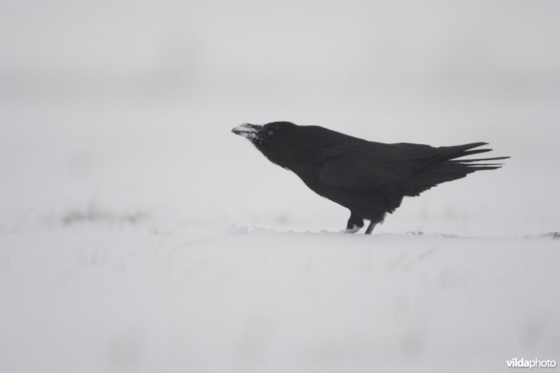 Raaf in de sneeuw