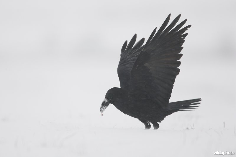 Raaf in de sneeuw