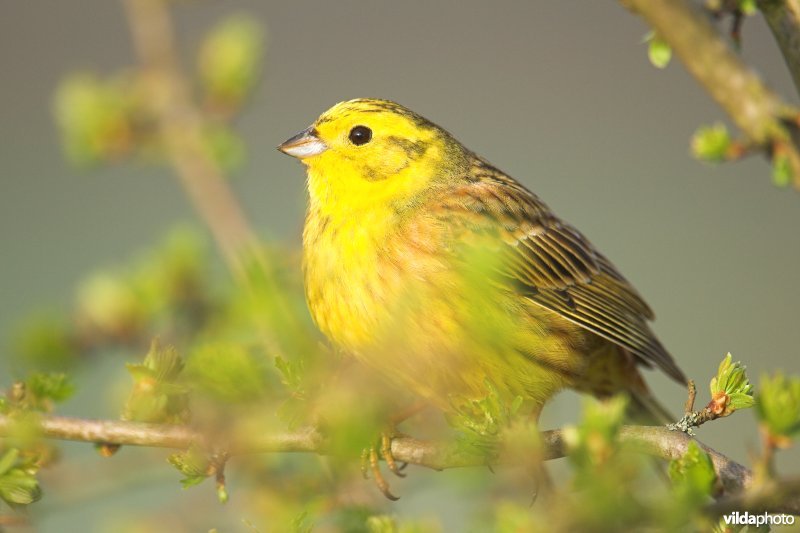 Geelgors in meidoornstruik