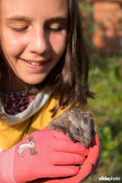 Meisje met jonge egel