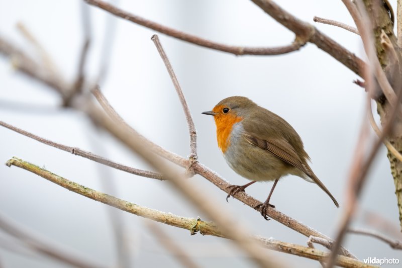 Roodborstje in de winter