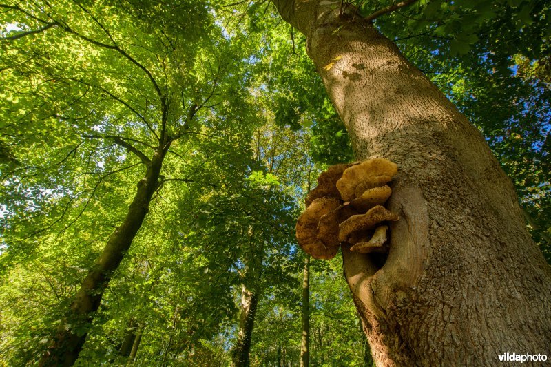 Goudvliesbundelzwam op zomereik