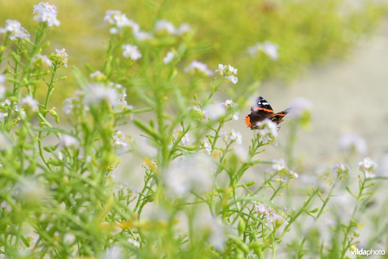 Atalanta op Zeeraket