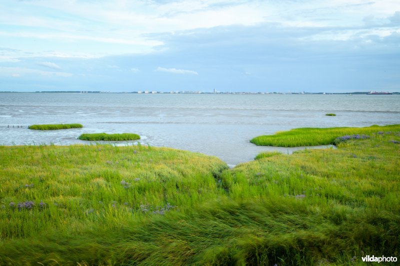 Westerschelde bij Ellewoutsdijk
