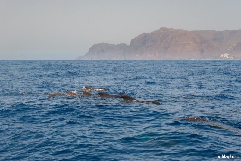 Indische Grienden voor de kust van La Gomera, Canarische Eilanden.